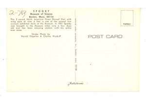 Birds - Great Horned Owl in Flight