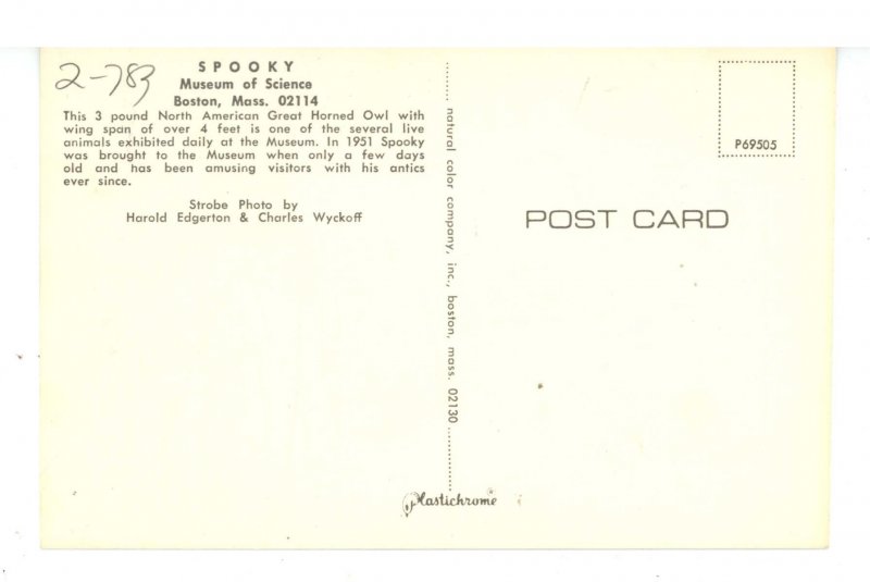 Birds - Great Horned Owl in Flight