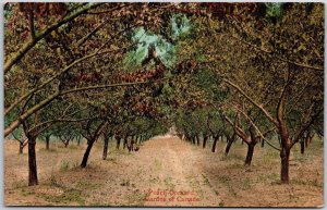 Peach Orchard Garden Of Canada Niagara Peninsula Postcard