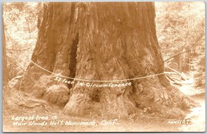 Largest Tree In Muir Woods Nat'l. Monument California RPPC Real Photo Postcard