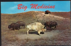 3220) MT HELENA BIG MEDICINE sacred white buffalo on the Moiese Buffalo Range