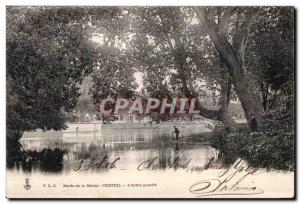 Old Postcard Banks of the Marne Creteil The tree leans