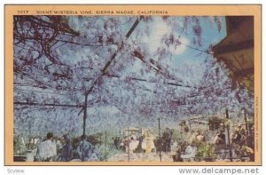 Giant Wisteria Vine, Sierra Madre, California, PU-1942