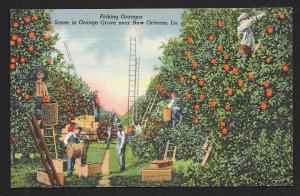 Men Picking Oranges New Orleans Louisiana Unused c1938