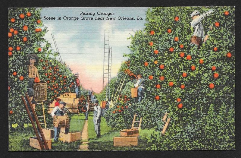 Men Picking Oranges New Orleans Louisiana Unused c1938