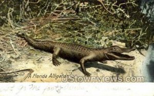 Alligators - Misc, Florida FL  