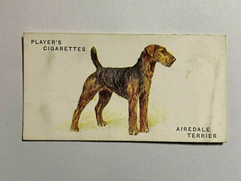  CIGARETTE CARD - PLAYERS DOGS #38 AIREDALE TERRIER    (UU259) 