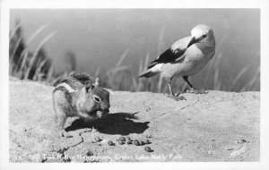 Crater Lake National Park Squirrel Bird RPPC Photo Postcard Sawyers 12257