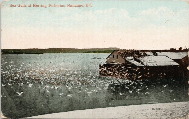 Nanaimo BC Sea Gulls at Herring Fisheries c1912 Postcard G81 *as is