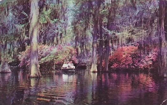 South Carolina Brookgreen Gardens Live Oaks And Spanish Moss In An Unforgetta...