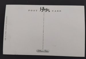 DARTMOOR PONIES IN PRINCETOWN colour postcard