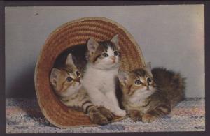 Three Kittens in a Hat Postcard