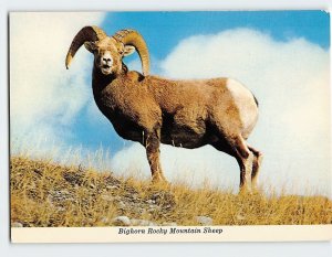 Postcard Bighorn Rocky Mountain Sheep, Canada