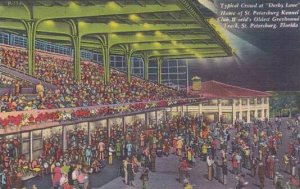 Florida Saint Petersburg Typicul Croud at Derby Lane Home Of Saint Petersburg...