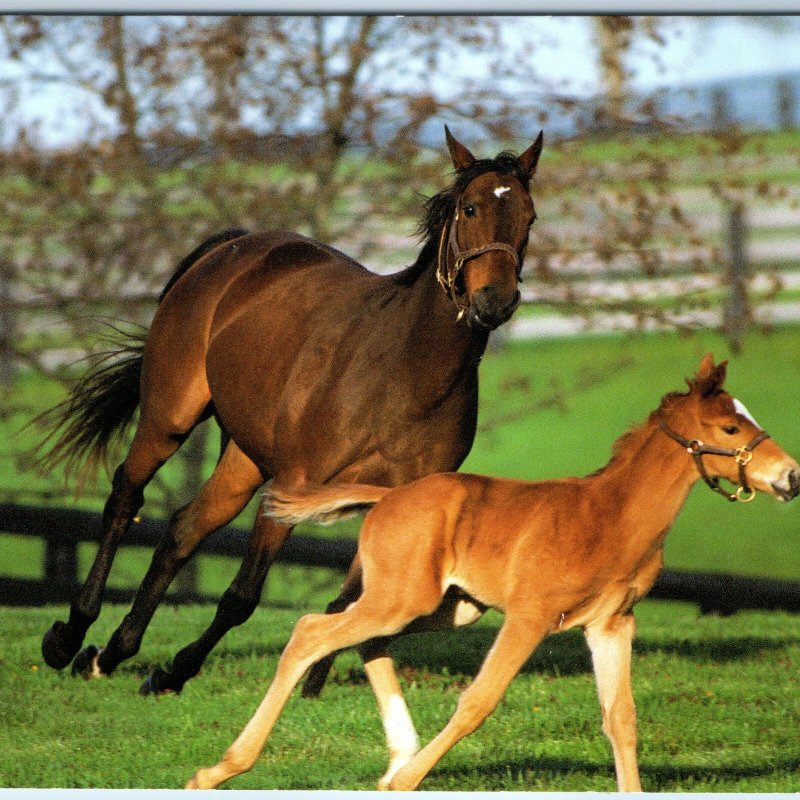 c2000s Postcard Lexington KY Horse Mare Foal Kentucky Farm Thoroughbred M60