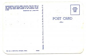 Washington State Native Deer