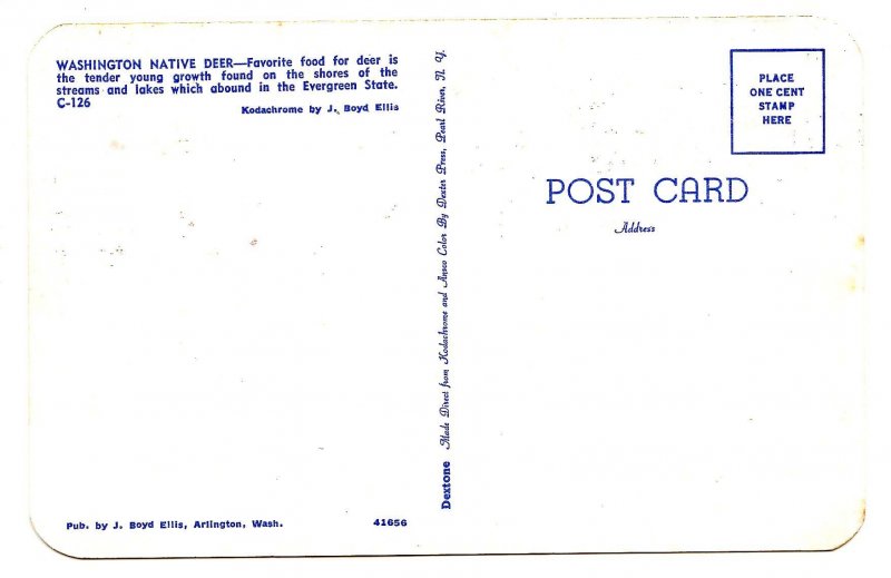 Washington State Native Deer