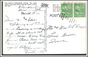 Arizona Devil's Pincushion Cactus - [AZ-029]