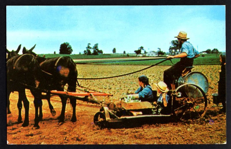 Pennsylvania Amish Family Helps to Prepare Tobacco Planter Seedlings ~ Chrome