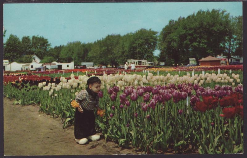 Nelis Tulip Farms,Holland,MI Postcard