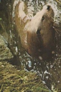 Otter Trust Earsham Norfolk Farm Otters In Millpool Swimming Rare Photo Postcard