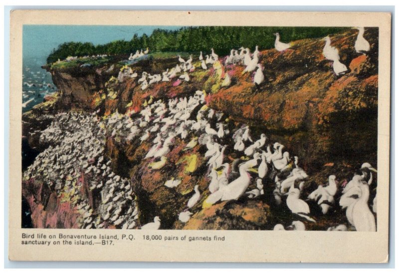 c1950's 18000 Pairs of Gannets Bird Life on Bonaventure Island Canada Postcard