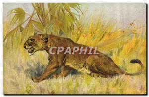 Postcard Old Felin Lion Lioness