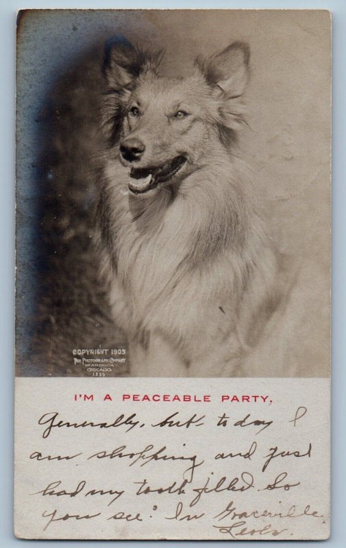 Graceville MN Postcard RPPC Photo Border Collie Dog I'm A Peaceable Party 1906