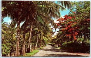 Postcard - Typical Nassau Road Scene, Bahamas