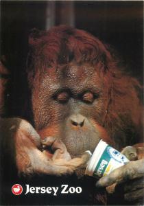 Jersey Zoo orangutan eating yogurt postcard