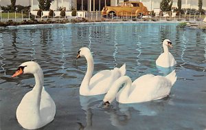 Swan Lake, Movieland Wax Museum Buena Park, California, USA Unused 