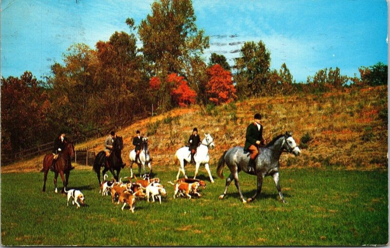 Tyron Hounds North Carolina Nc Pm Wob Note Horse Dog Postcard 