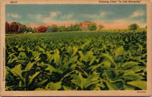 Vintage Tobacco Field in Old Kentucky KY Linen Postcard