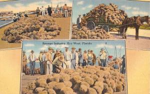 Key West Florida Sponge Industry Multiview Antique Postcard K90691