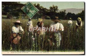 Old Postcard Collection tuberous Cote d & # 39Azur