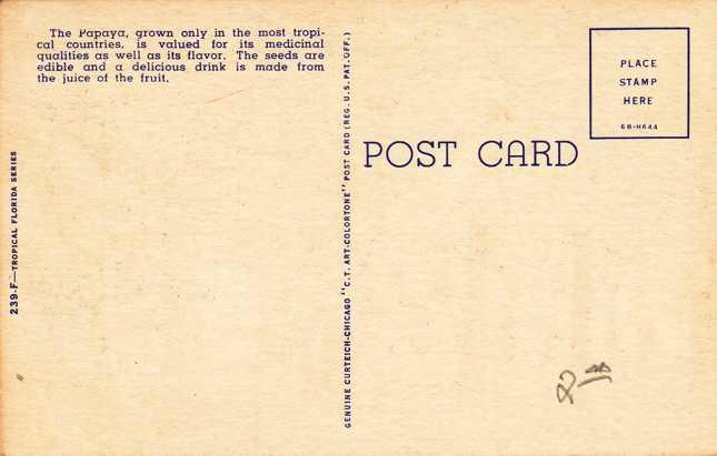 Papaya Plantation - Miami FL, Florida - Fruit Tree - Linen