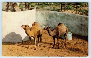 LOS ANGELES, CA California ~ DROMEDARY CAMELS at the ZOO c1950s Postcard