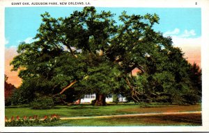 Louisiana New Orleans Audubon Park Giant Oak