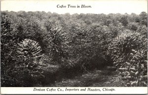 Postcard Coffee Trees in Bloom Denison Coffee Company Chicago, Illinois~135737