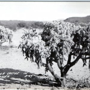 c1940s Ariz. AZ Arizona Cholla Cactus RPPC Tree Flower Spike Desert Plant A283