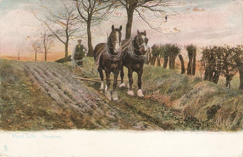Horses at work. Ploughing Tuck Rural Life Series PC # 1421