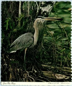 Postcard - Great Blue Heron 