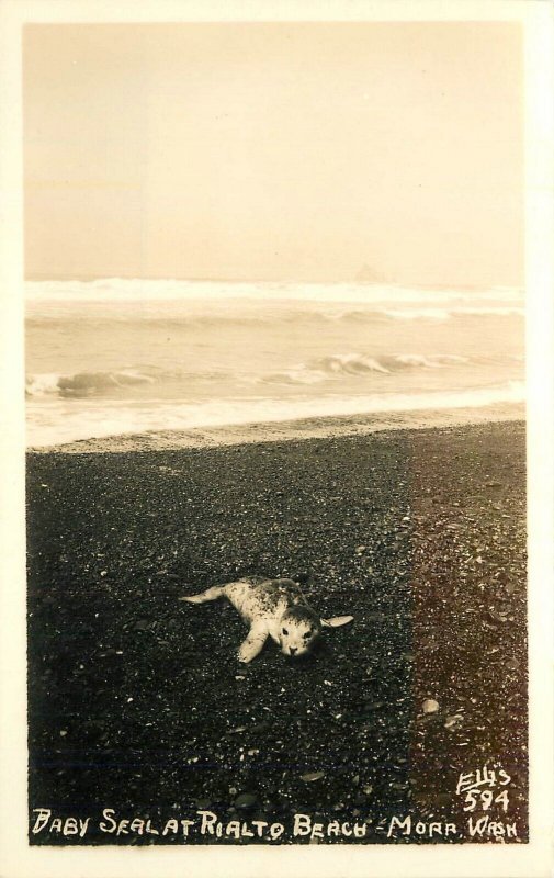 Postcard RPPC Washington Mora 1940s Baby Seal Rialto Beach Ellis 23-2349