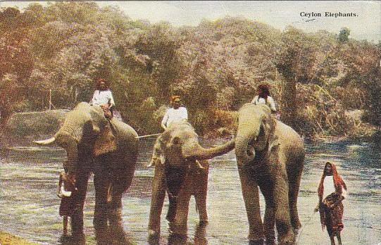 Elephants Ceylon Elephants Bathing