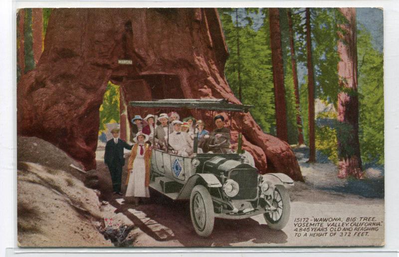 Touring Car Tree Tunnel Big Tree Yosemite Valley California 1910c postcard