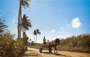 Greetings Virgin Islands St Croix Postcard