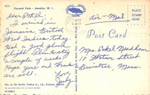 Coconut Palm Jamaica 1967 