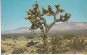 Joshua Tree (Cactus) with seed pods, 1950-60s