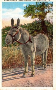 Colorado Donkey Rocky Mountain Canary Looking For A Tenderfoot 1949 Curteich