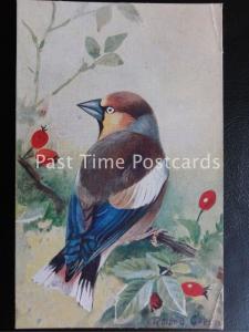 Vintage PC - Hawfinch (Coccothraustes coccothraustes)